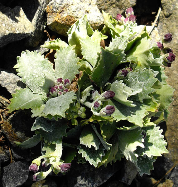 Primula marginata 'Fred Salter' in bloom on limestone cliffs of the Maritime Alps